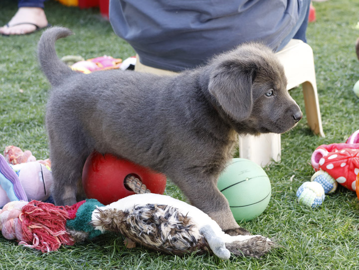 chinook dog